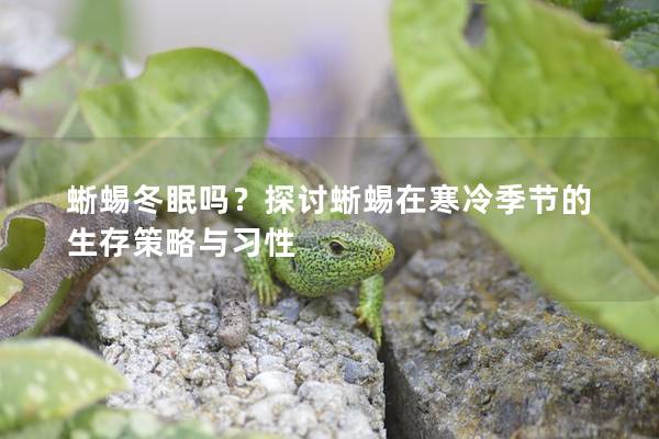 蜥蜴冬眠吗？探讨蜥蜴在寒冷季节的生存策略与习性