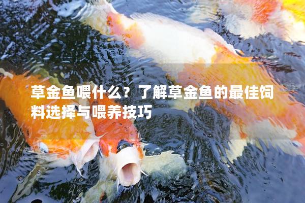 草金鱼喂什么？了解草金鱼的最佳饲料选择与喂养技巧