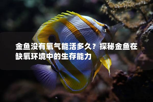 金鱼没有氧气能活多久？探秘金鱼在缺氧环境中的生存能力