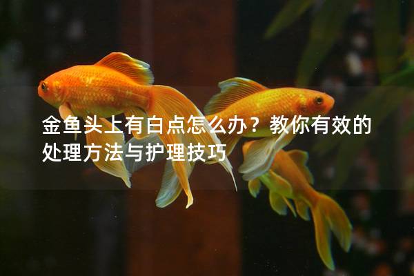 金鱼头上有白点怎么办？教你有效的处理方法与护理技巧