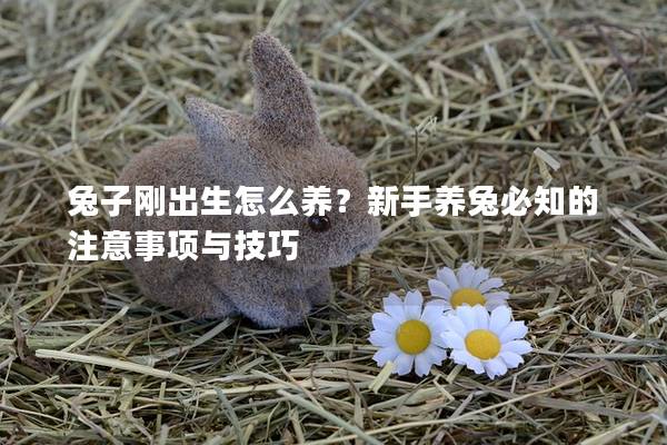 兔子刚出生怎么养？新手养兔必知的注意事项与技巧