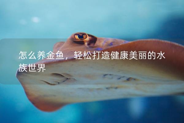 怎么养金鱼，轻松打造健康美丽的水族世界