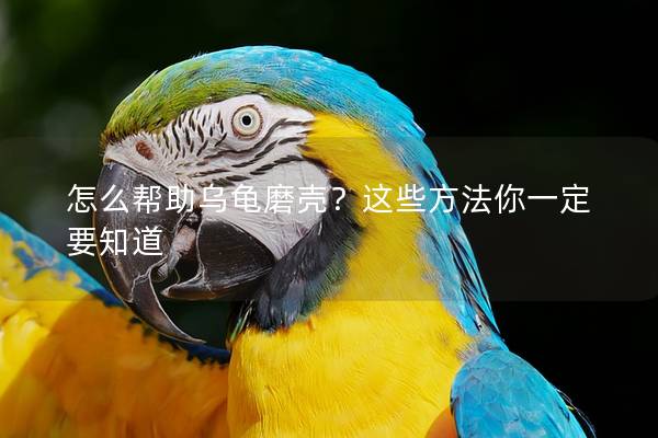 怎么帮助乌龟磨壳？这些方法你一定要知道