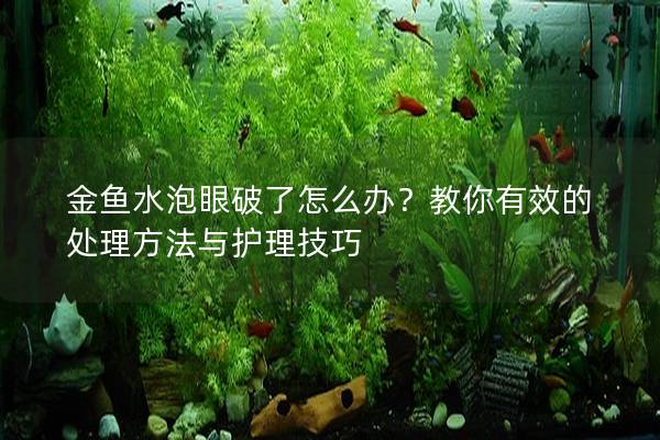 金鱼水泡眼破了怎么办？教你有效的处理方法与护理技巧