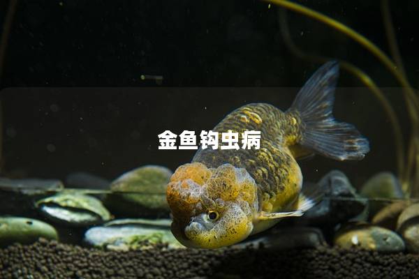 金鱼钩虫病