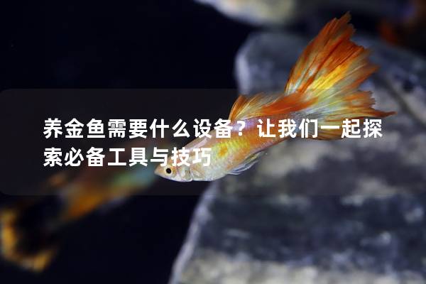 养金鱼需要什么设备？让我们一起探索必备工具与技巧