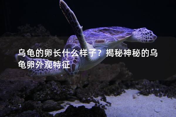 乌龟的卵长什么样子？揭秘神秘的乌龟卵外观特征