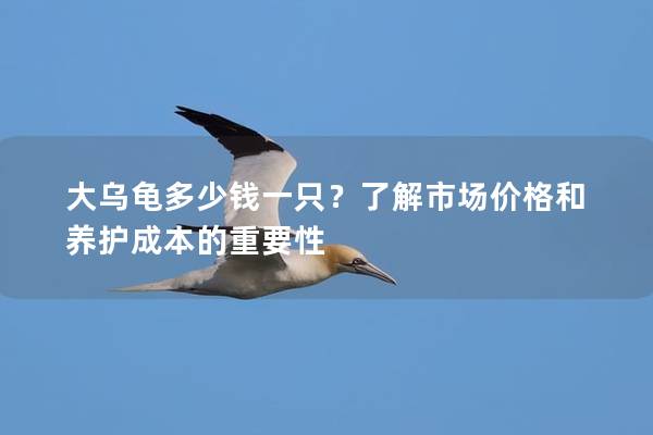 大乌龟多少钱一只？了解市场价格和养护成本的重要性