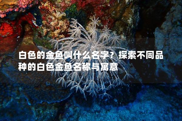 白色的金鱼叫什么名字？探索不同品种的白色金鱼名称与寓意