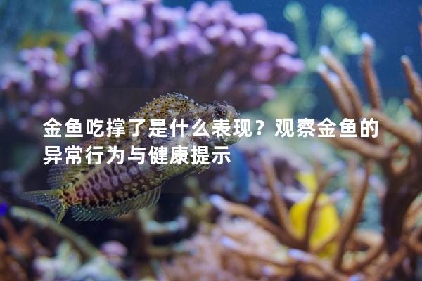 金鱼吃撑了是什么表现？观察金鱼的异常行为与健康提示