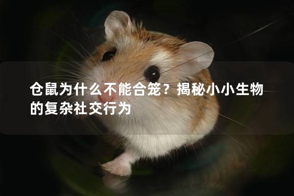 仓鼠为什么不能合笼？揭秘小小生物的复杂社交行为