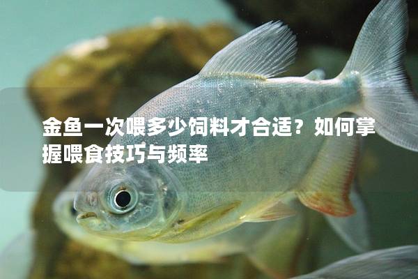 金鱼一次喂多少饲料才合适？如何掌握喂食技巧与频率