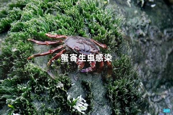 蟹寄生虫感染