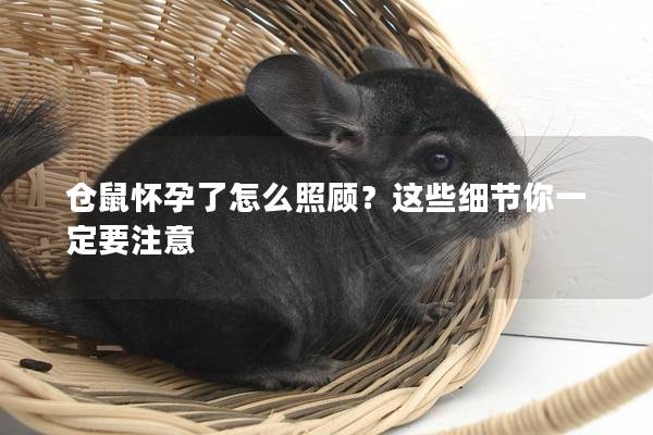 仓鼠怀孕了怎么照顾？这些细节你一定要注意