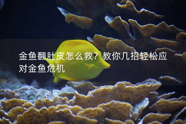 金鱼翻肚皮怎么救？教你几招轻松应对金鱼危机