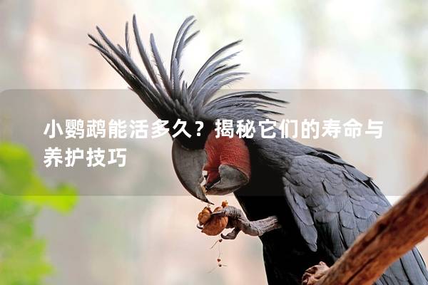 小鹦鹉能活多久？揭秘它们的寿命与养护技巧