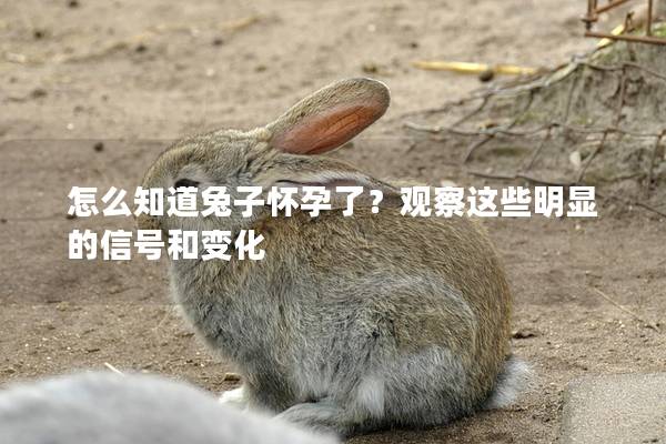 怎么知道兔子怀孕了？观察这些明显的信号和变化