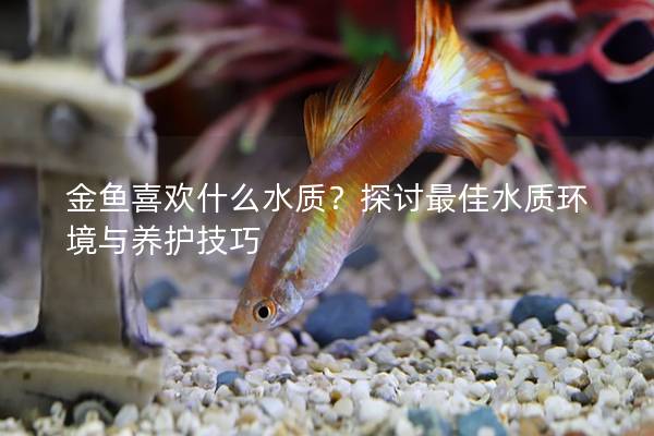 金鱼喜欢什么水质？探讨最佳水质环境与养护技巧