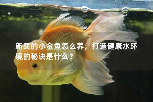 新买的小金鱼怎么养，打造健康水环境的秘诀是什么？