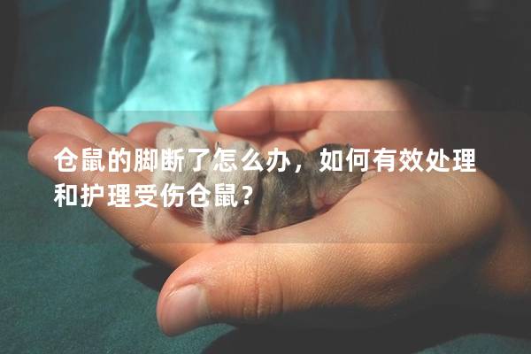 仓鼠的脚断了怎么办，如何有效处理和护理受伤仓鼠？