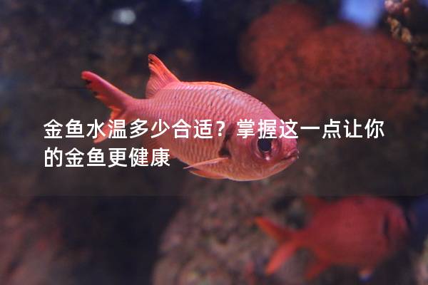 金鱼水温多少合适？掌握这一点让你的金鱼更健康