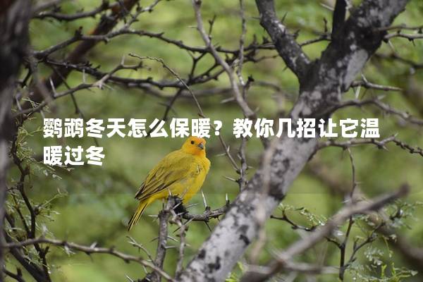 鹦鹉冬天怎么保暖？教你几招让它温暖过冬