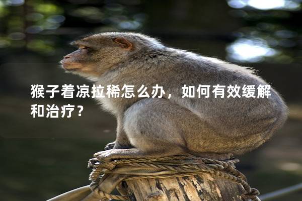 猴子着凉拉稀怎么办，如何有效缓解和治疗？