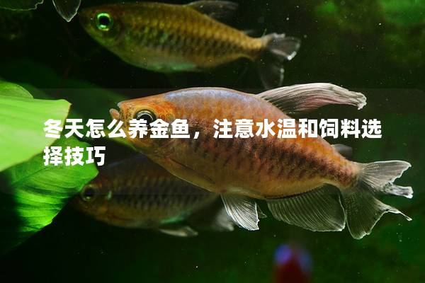 冬天怎么养金鱼，注意水温和饲料选择技巧