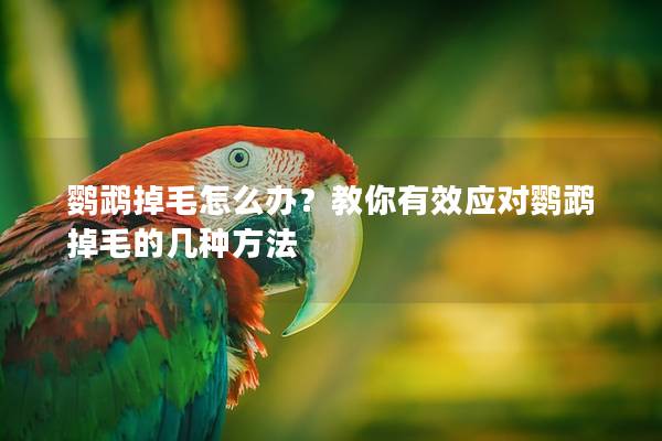 鹦鹉掉毛怎么办？教你有效应对鹦鹉掉毛的几种方法