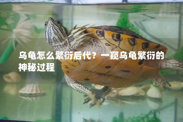 乌龟怎么繁衍后代？一窥乌龟繁衍的神秘过程