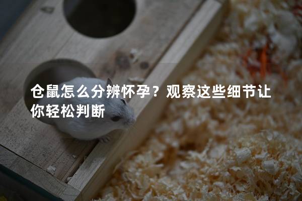 仓鼠怎么分辨怀孕？观察这些细节让你轻松判断