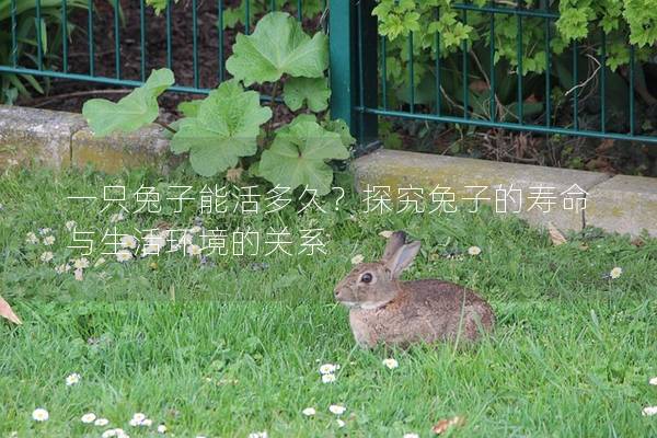 一只兔子能活多久？探究兔子的寿命与生活环境的关系