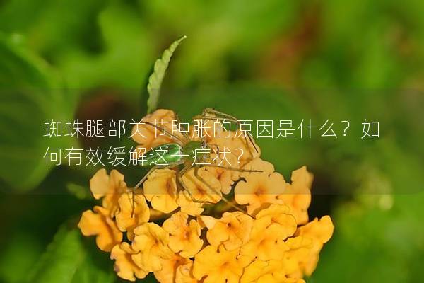 蜘蛛腿部关节肿胀的原因是什么？如何有效缓解这一症状？