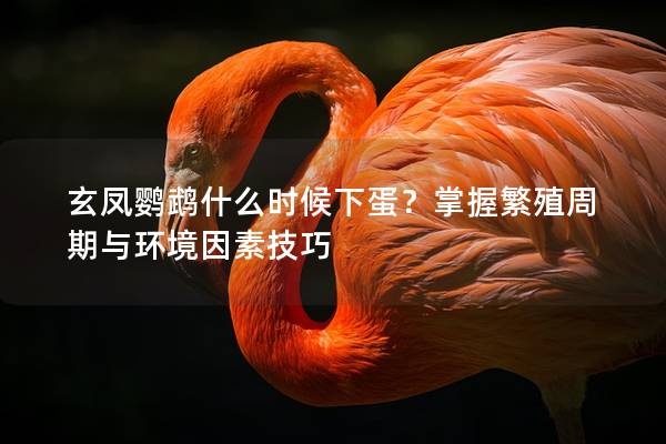 玄凤鹦鹉什么时候下蛋？掌握繁殖周期与环境因素技巧