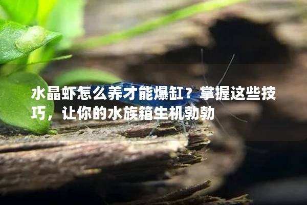 水晶虾怎么养才能爆缸？掌握这些技巧，让你的水族箱生机勃勃