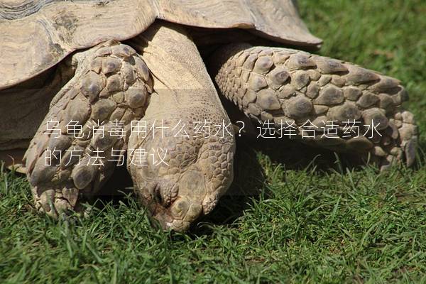 乌龟消毒用什么药水？选择合适药水的方法与建议