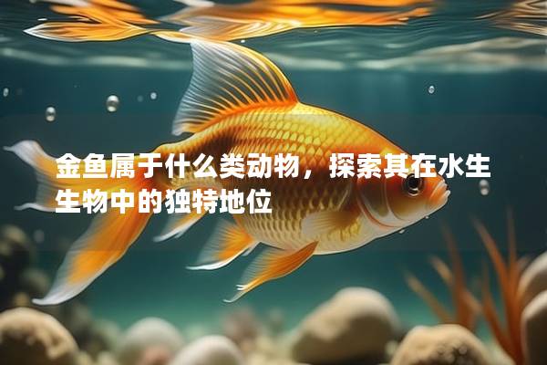 金鱼属于什么类动物，探索其在水生生物中的独特地位