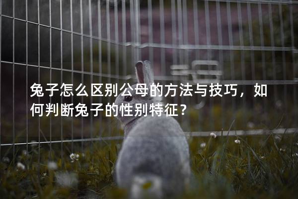 兔子怎么区别公母的方法与技巧，如何判断兔子的性别特征？