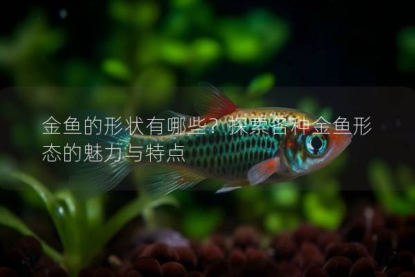 金鱼的形状有哪些？探索各种金鱼形态的魅力与特点