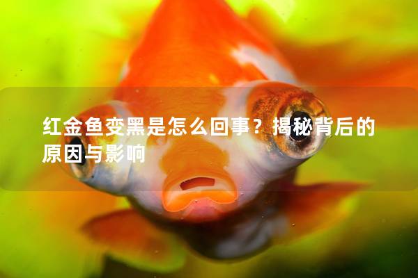 红金鱼变黑是怎么回事？揭秘背后的原因与影响