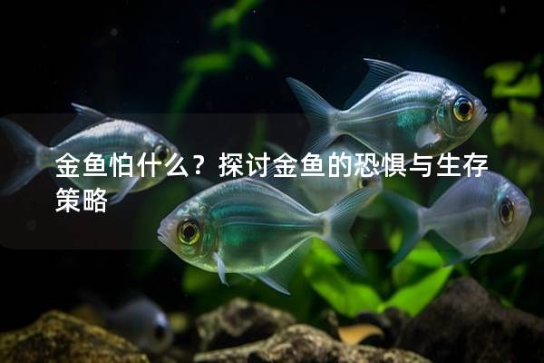 金鱼怕什么？探讨金鱼的恐惧与生存策略