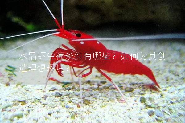 水晶虾生存条件有哪些？如何为其创造理想环境？