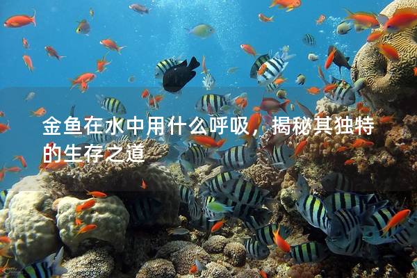 金鱼在水中用什么呼吸，揭秘其独特的生存之道