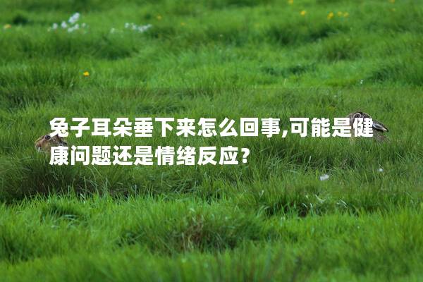 兔子耳朵垂下来怎么回事,可能是健康问题还是情绪反应？