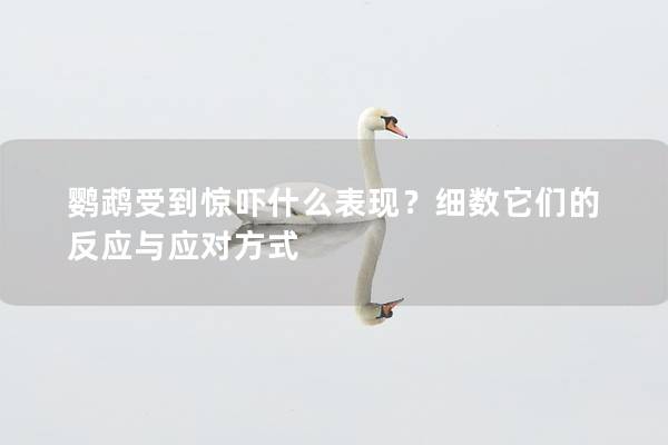 鹦鹉受到惊吓什么表现？细数它们的反应与应对方式