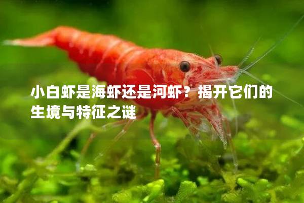 小白虾是海虾还是河虾？揭开它们的生境与特征之谜