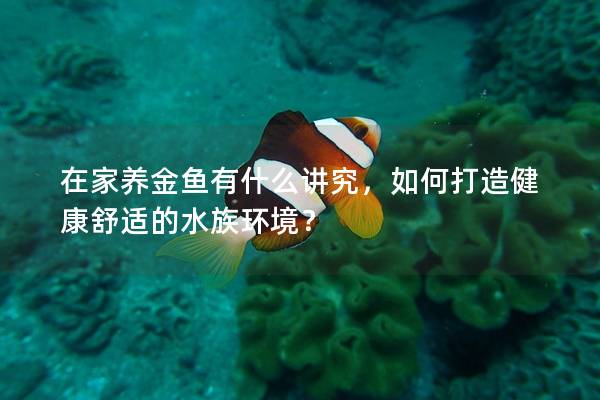 在家养金鱼有什么讲究，如何打造健康舒适的水族环境？