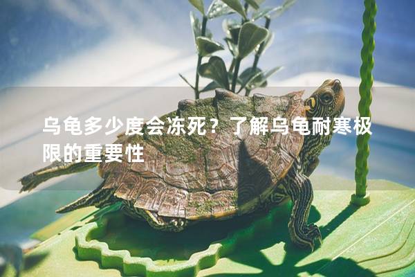 乌龟多少度会冻死？了解乌龟耐寒极限的重要性