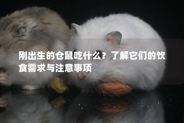 刚出生的仓鼠吃什么？了解它们的饮食需求与注意事项