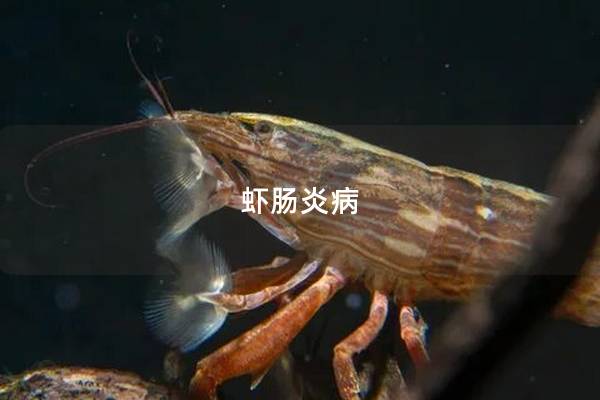 虾肠炎病